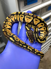 Male Citrus Pastel