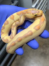 Male Banana Enchi Clown 03