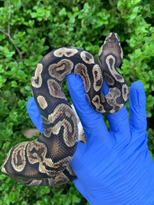 2023 Male GHI 66% Het Pied