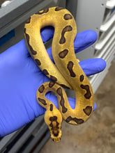 Female Super Enchi Clown