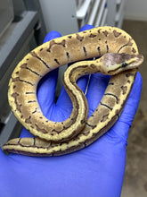 Female Lemonblast Het Desert Ghost 66% Het VPI Axanthic