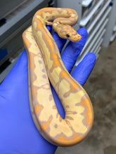 Female Banana Clown 02