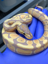 Female Banana Het Clown