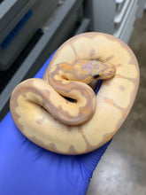 Male Banana Clown