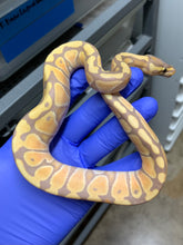 Female Banana Het Clown