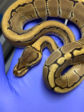 Female Pinstripe Het Desert Ghost 66% Het VPI Axanthic