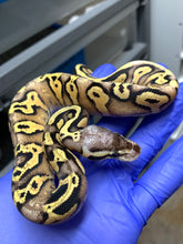 Female Blackhead Pastel Vanilla Yellowbelly