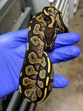 Male Blackhead Vanilla Yellowbelly