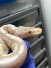 Female Lavender Snow (VPI Axanthic Lavender)