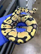 Male Pastel Desert Ghost 66% Het VPI Axanthic