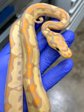 Female Banana Clown 02