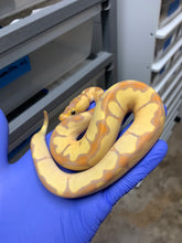 Male Banana Enchi Clown