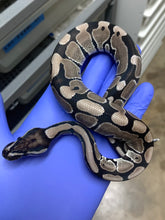 Female VPI Axanthic Het Desert Ghost