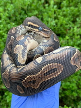 2023 Male Blackhead YB (HRA)