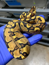 Female Vanilla Enchi Yellowbelly