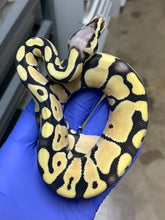 Male Pastel Desert Ghost 66% Het VPI Axanthic