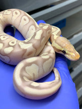 Female Banana Mojave Enchi Het Clown