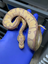 Female Banana Clown 01