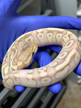 Female Banana Mojave Enchi Het Clown