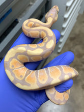 Male Banana Het Clown