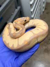 Male Banana Clown
