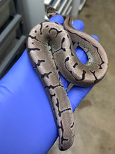 Male VPI Axanthic Pinstripe Het Desert Ghost