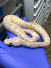Male Super Banana Clown 02