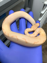 Male Banana Pinstripe Enchi Clown