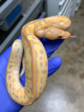 Female Banana Clown 03