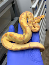 Male Banana Enchi Clown