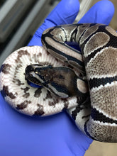Female VPI Axanthic Het Desert Ghost