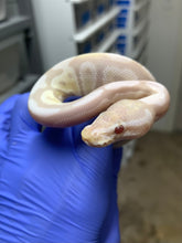 Male Lavender Snow (VPI Axanthic Lavender)