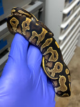 Male Blackhead Vanilla Yellowbelly