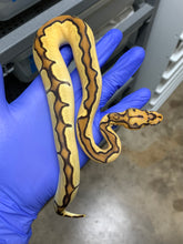 Female Orange Dream Vanilla Clown 03