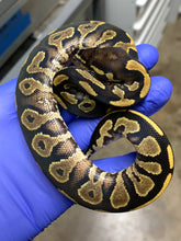 Male Blackhead Vanilla Yellowbelly