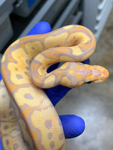 Female Banana Clown 03