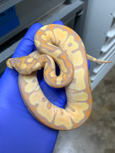 Male Banana Clown 02