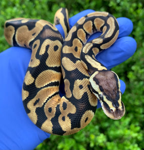 2024 Male Pastel DH DG Clown 50% Het VPI Axanthic