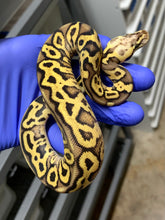 Male Leopard Vanilla Pastel 66% Het Clown