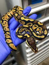 Male Citrus Pastel