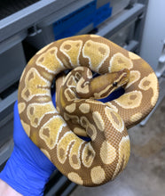 Male Ultramel (Subadult) 2