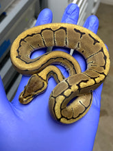 Female Pinstripe Het Desert Ghost 66% Het VPI Axanthic