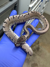 Male VPI Axanthic Pinstripe Het Desert Ghost