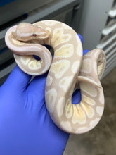 Female Lavender Snow (VPI Axanthic Lavender)
