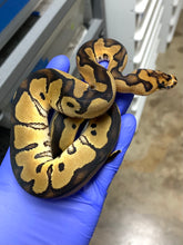 Female Clown