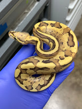 Male Vanilla Cream (Fire Vanilla)