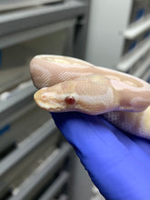 Female Lavender Snow (VPI Axanthic Lavender)