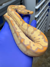 Female Banana Clown 02