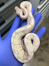 Female Lavender Snow (VPI Axanthic Lavender)