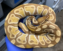 Male Ultramel (Subadult) 2